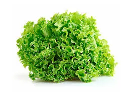 Lechuga crespa