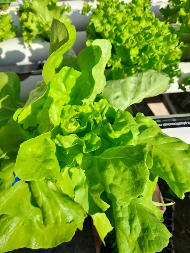 Lechuga seda